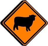 Temporary Hazard - Sheep